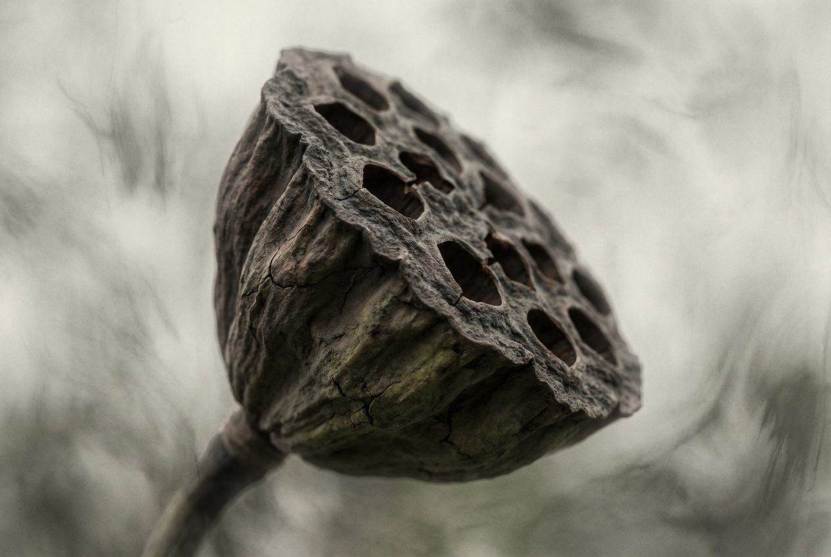 糖心Vlog禅意摄影 - 枯莲蓬的自然质感 - www.srypdjw.cn